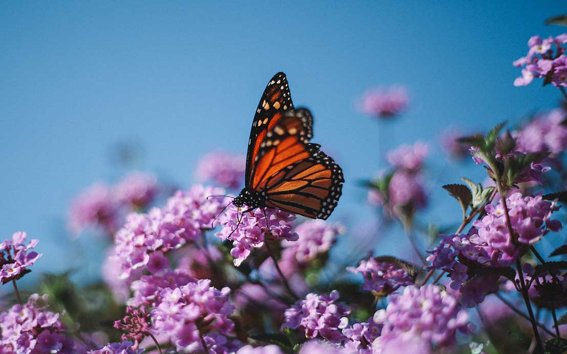 Hero-Bild zu Gartenpflege & Pflanzarbeiten